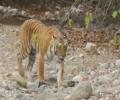 U'khand forest officials shifted over tree-felling in Corbett