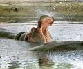 Yeh Hai India: Hippos Get Hot Too!