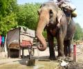 Yeh Hai India: Elephants Get Thirsty Too