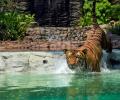 Yeh Hai India: Beat The Heat Like The Tiger