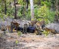 This Tigress Will Melt Your Heart