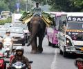 Yeh Hai India: When An Elephant Dodged The Traffic