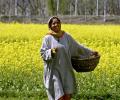 'GM Mustard Must Be Uprooted And Burnt'