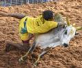 Jallikattu in Madurai: Teen spectator gored by raging bull, 59 injured