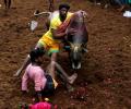 SC gives nod for jallikattu, bullock cart and buffalo races