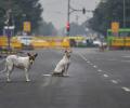 Delhi: 4 students arrested for beating pregnant dog to death