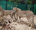 3 more cheetahs released into wild at MP's Kuno National Park