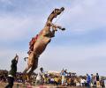 Seen Camels Perform Stunts?