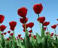 Kashmir's Tulips Celebrate 25 Years!