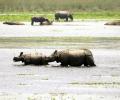 Yeh Hai India: How Rhinos Beat The Heat