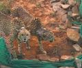 India may import next batch of cheetahs from new countries