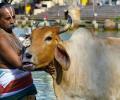 Karnataka asks State-run temples to perform cow puja for Diwali