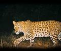 Shoot order for man-eater leopard in Udaipur after killing 7 people