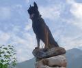 Army assault dog Zoom, injured during J-K encounter on Oct 10, dies