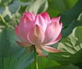 Lotus Blooms In Dal Lake