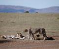 'India's Cheetah project on track, but that doesn't mean...'