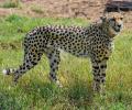 Despite deaths, India to get more cheetahs from Africa