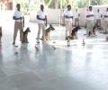 This 'Super Sniffer' squad to protect India's cheetahs