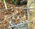 Tiger count rises in Shivalik-Gangetic region, dips in Western Ghats: Report