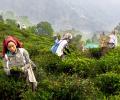 Where Darjeeling Tea Comes From