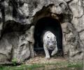 Meet Delhi's White Tiger Family