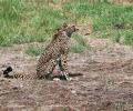 Centre reiterates no relocation of Kuno cheetahs, says serious about project