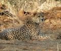 Yet another African cheetah dies in Kuno, 10th death so far; cause unclear