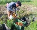 Will Kashmiri Tomatoes Bring Prices Down?