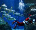 What's Santa Doing Under Water?