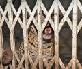 When A Leopard Appeared In Court