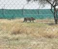 India won't fence cheetah habitats: Govt panel chief