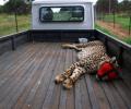 Cheetah deaths: Worst still to come, says S African expert