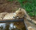 Govt sets up high-level 11-member panel to oversee cheetah project