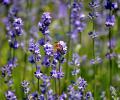 The Gorgeous Lavender Fields Of Kashmir Valley