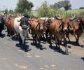 3 cattle transporters died after...: Chhattisgarh police