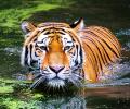 India Lost 30 Tigers In 2 Months