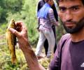 What's Fishing In Kashmir?