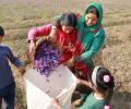 The Search For 'Red Gold' In Kashmir