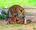 Cho Chweet! Three Tiger Cubs