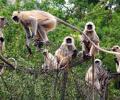 At least 17 monkeys found shot dead in Chhattisgarh village