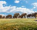 100 Indian Elephants March To New York