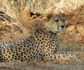 8 cheetahs to be brought to India from Africa's Botswana