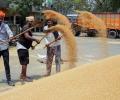 ISRO Forecast Signals Record Wheat Harvest