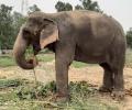 Maha steps up efforts to bring back elephant Mahadevi from Guj after stir
