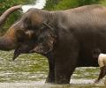 Why This Elephant Triggers Outrage In Maharashtra