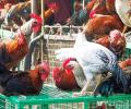 Maha civic body's meat ban on I-Day draws flak