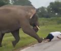 Elephant chases, pins tourist to ground in Bandipur forest