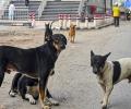 New three-judge SC bench to hear stray dog case on Aug 14