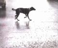 'Will look into this': CJI on SC's stray dogs order