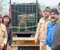 Leopard gatecrashes Lucknow wedding uninvited